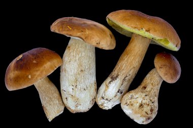 Boletus mantarı (Kral bolete) siyah arka plan üzerine izole. Yakın çekim.