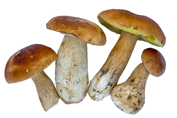 Boletus edulis (rey bolete) aislado sobre fondo blanco. De cerca. . — Foto de Stock