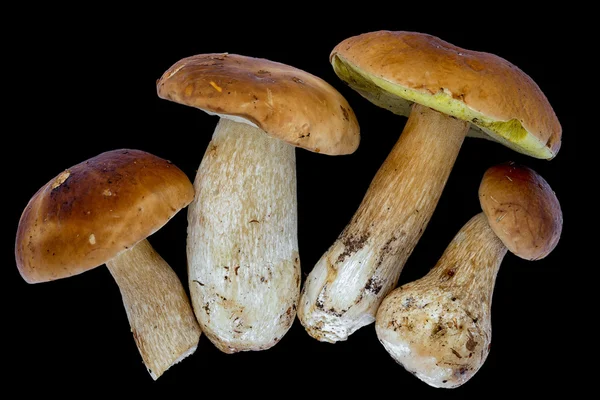 Boletus edulis (konungen Kantarell) isolerade på svart bakgrund. Närbild. — Stockfoto