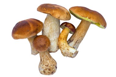 Boletus mantarı (Kral bolete) beyaz arka plan üzerinde izole. Yakın çekim.