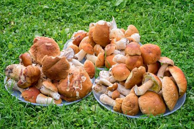 Üç tam Boletus mantarı sahip kanalları (Kral bolete) çim
