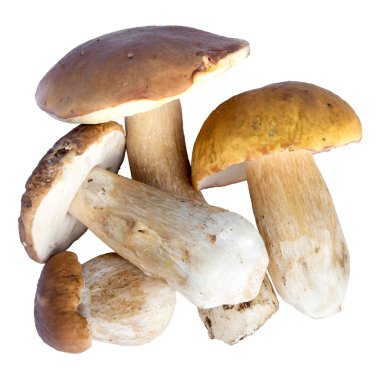Boletus mantarı (Kral bolete) beyaz arka plan üzerinde izole. Yakın çekim.