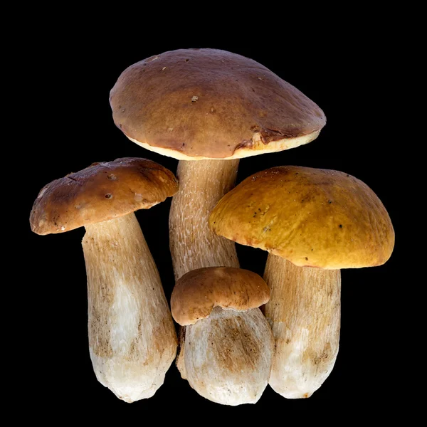 Boletus edulis (King bolete) изолирован на чёрном фоне. Закрыть . — стоковое фото