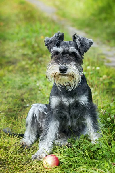 Dwergschnauzer zit op het gras buiten — Stockfoto