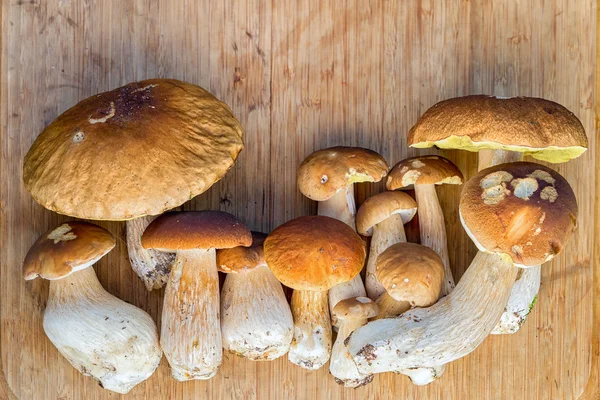 Группа свежих грибов цепе на деревянном столе с копировальным пространством, сбор урожая из леса — стоковое фото