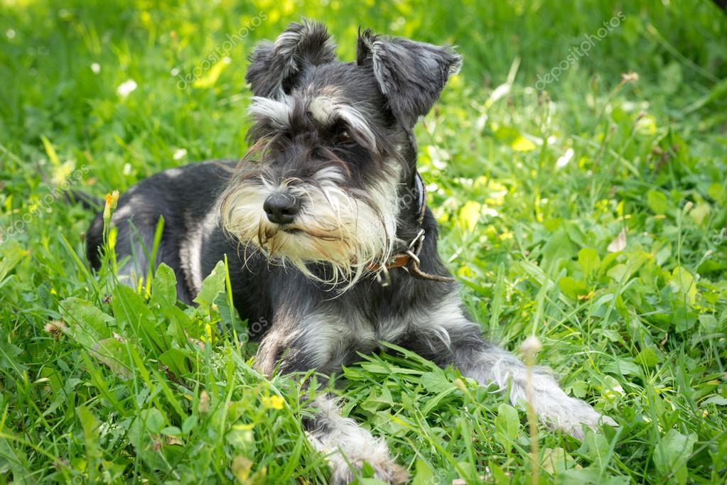 black and silver miniature schnauzer lying on the grass — Stock Photo © Elf+11 122186358