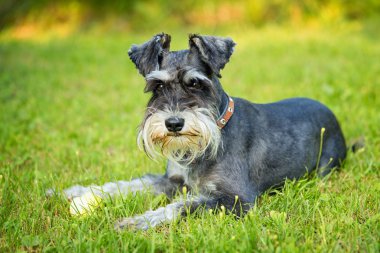 minyatür schnauzer çim döşeme