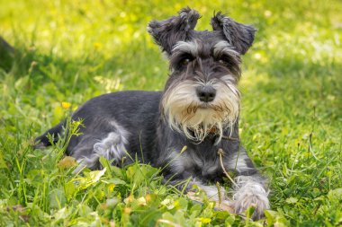 minyatür schnauzer yeşil çim güzel portresi
