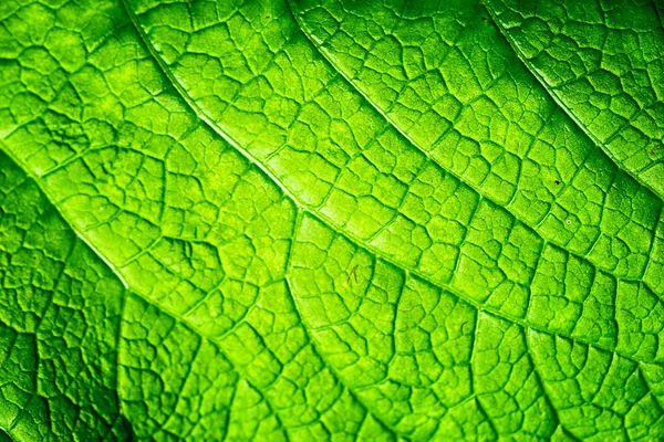Närbild konsistens av en viens i ett grönt blad — Stockfoto