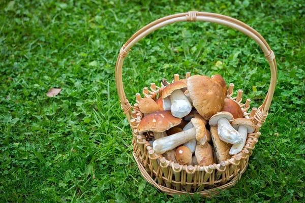 Świeżo zebranych grzyby jadalne w koszu z kopia miejsce na trawie dla tekstu — Zdjęcie stockowe