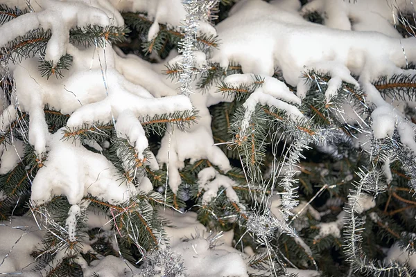 Ramos espinhosos verdes de um abeto e neve — Fotografia de Stock