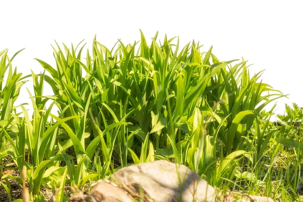 Grasbüsche Einem Sonnigen Tag Isoliert Auf Weißem Hintergrund Mit Stein — Stockfoto