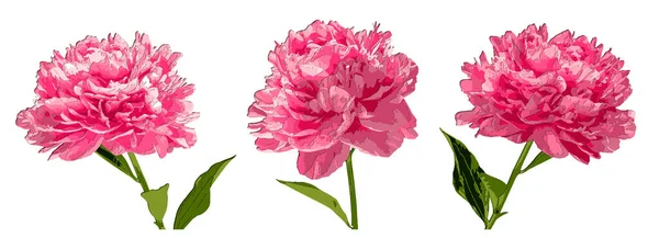 Conjunto Tres Peonías Flores Papel Cortado Con Sombras Ilustración Vectorial — Archivo Imágenes Vectoriales