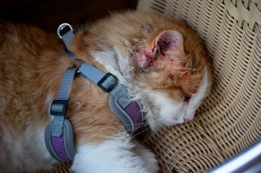 Başka bir kediyle kavga ettikten sonra yaralanan kedi, hasır bir sandalyede uzanıyor. Kulak bölgesinde her şey kanla kaplıdır, göz şişmiş siyahtır. Yaralı kedi uyuyor..