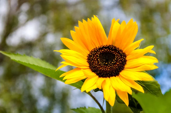 Girasole — Foto Stock