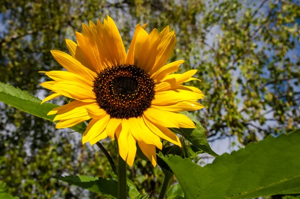 Girasole — Foto Stock