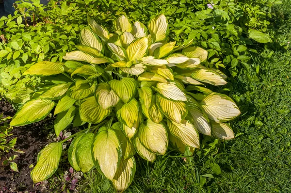 Hosta s žluté listí na zahradě — Stock fotografie