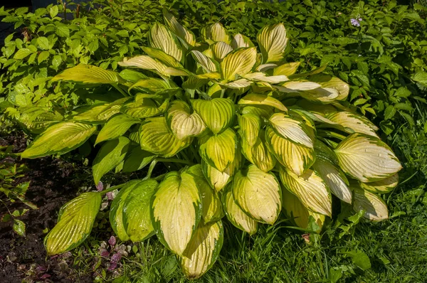 Hosta s žluté listí na zahradě — Stock fotografie