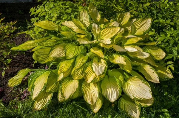 Hosta s žluté listí na zahradě — Stock fotografie