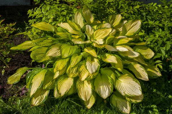 Hosta med gula blad i trädgården — Stockfoto