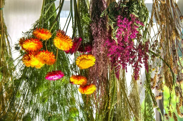 Hängende trocknende Blumen als Astilba und Immortelle — Stockfoto