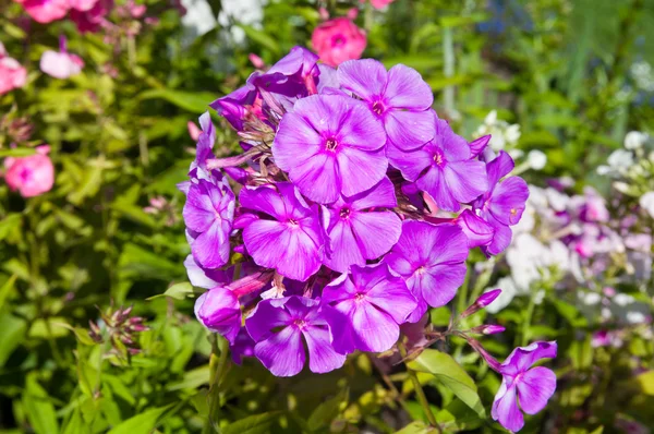 Flores de flex púrpura de cerca vista en el jardín —  Fotos de Stock
