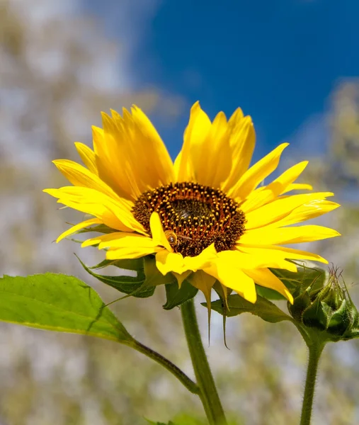 Girasole — Foto Stock