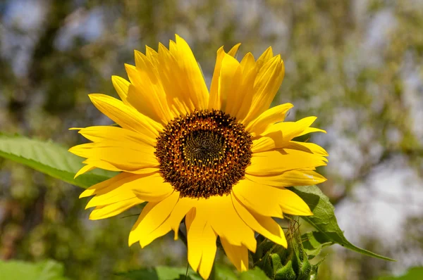 Girasole — Foto Stock