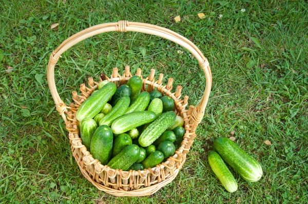 Cucumbers on the basket — Stock Photo, Image