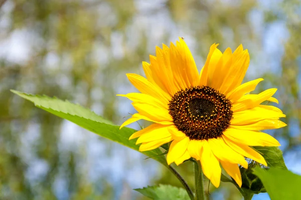 Girasole — Foto Stock