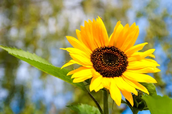 Girasole — Foto Stock