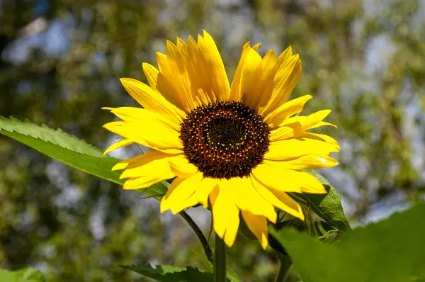 Girasole — Foto Stock