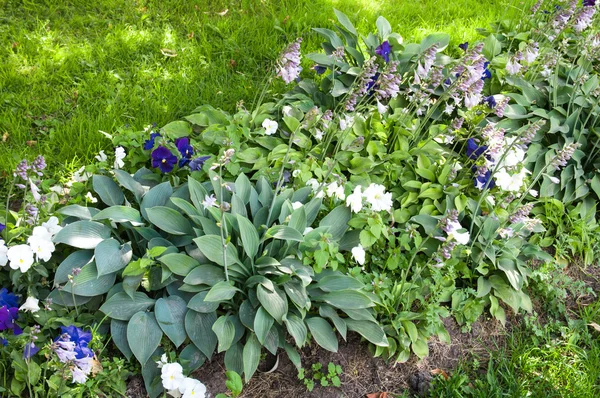 Reihe der Blumen im Garten — Stockfoto