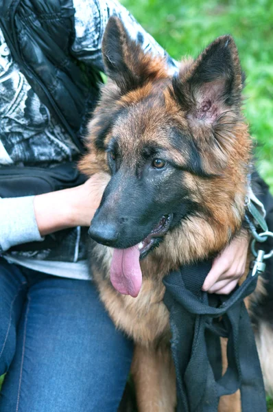 Retrato de um belo pastor alemão ou cão alsaciano — Fotografia de Stock