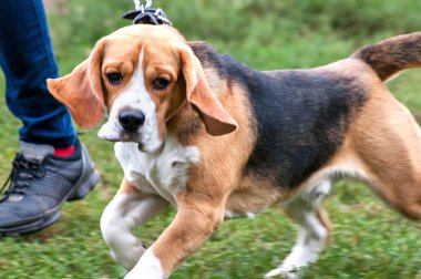 beagle efendinin ayağı gidiş