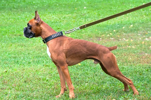 Boxerhund steht auf dem Gras — Stockfoto