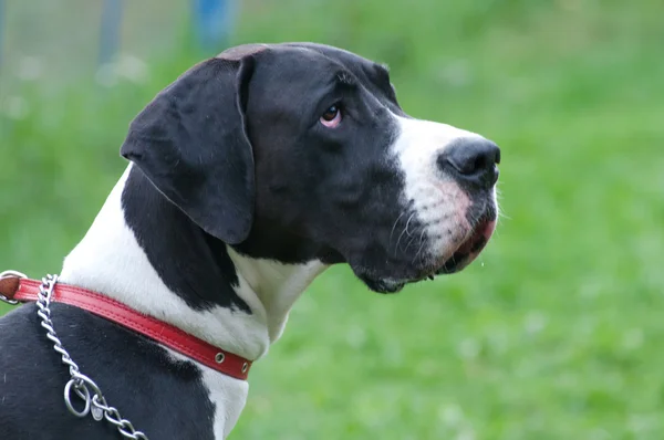 Büyük köpek portre yakın çekim — Stok fotoğraf