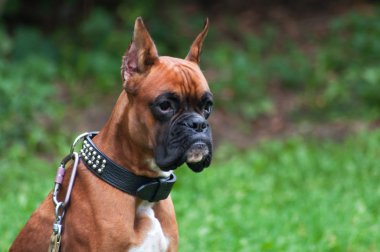 Boxer Köpek portre yakın çekim