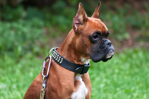 Boxer cão retrato de perto — Fotografia de Stock