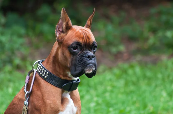 Boxer cão retrato de perto — Fotografia de Stock