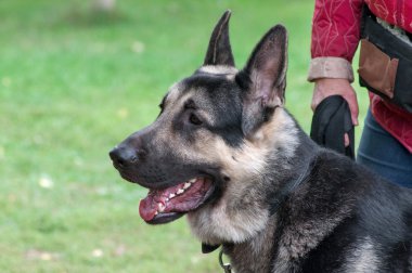 güzel Alman çoban veya alsatian köpeğin portresi