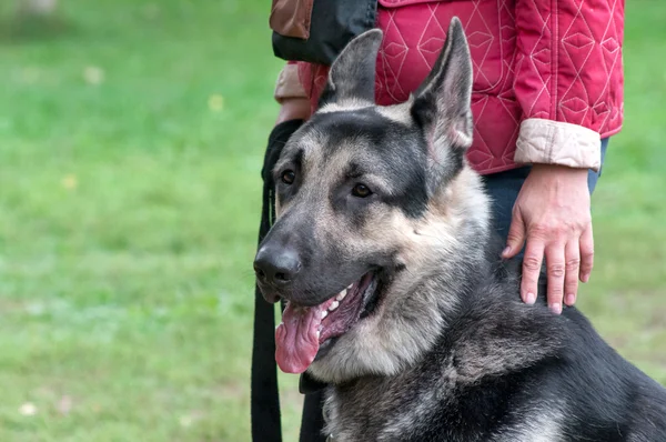 德国牧羊犬坐在靠近人的双腿 — 图库照片