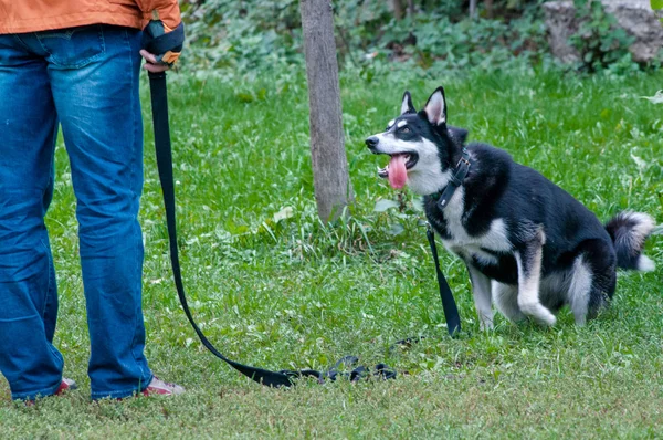 Husky pes svému pánovi na výcvik psů — Stock fotografie