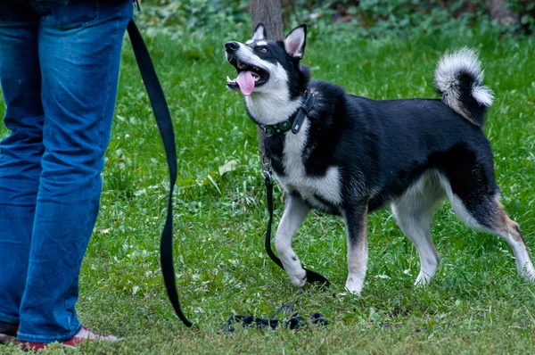 Husky perro buscando a su maestro en el entrenamiento del perro — Foto de Stock