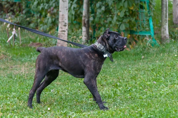 Cane corso ιταλική στέκεται στο γρασίδι — Φωτογραφία Αρχείου