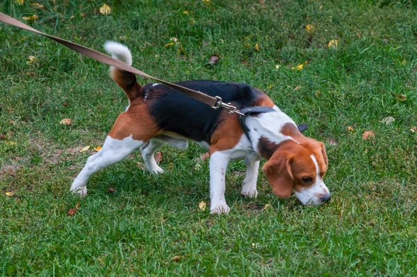 Beagle hund står på gräset — Stockfoto