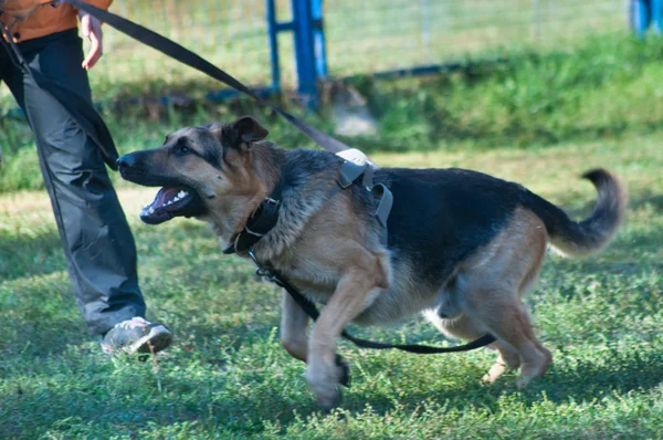 Pastor alemán perro corriendo —  Fotos de Stock