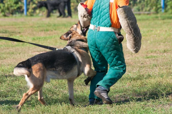 Pastor alemán perro atacando en el curso de entrenamiento de perros — Foto de Stock