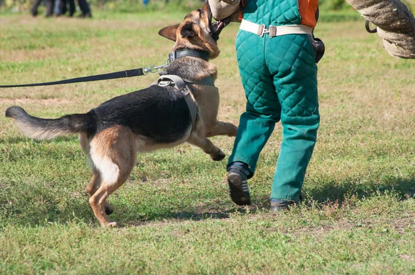 Alman çoban köpeği saldıran köpek eğitim kursu — Stok fotoğraf