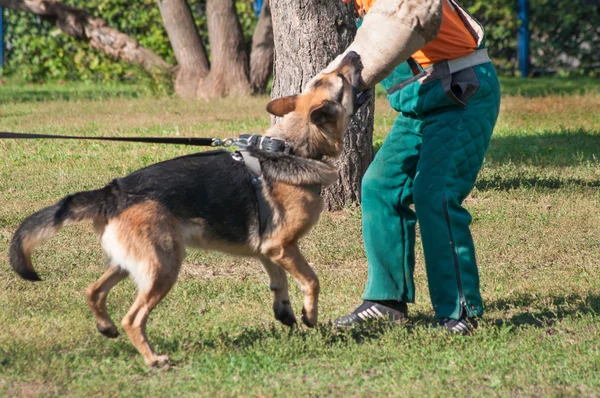 German Shepherd dog attacking on the dog training course — Stock Photo, Image